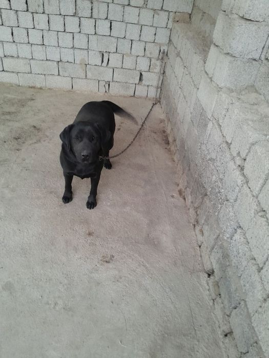 Продается лабрадор срочно