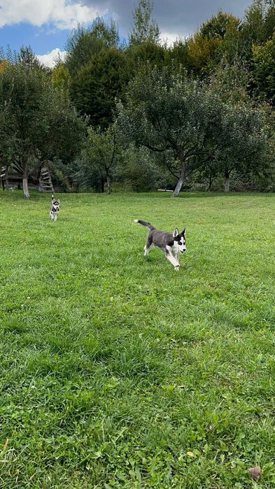 Husky Siberian femelă