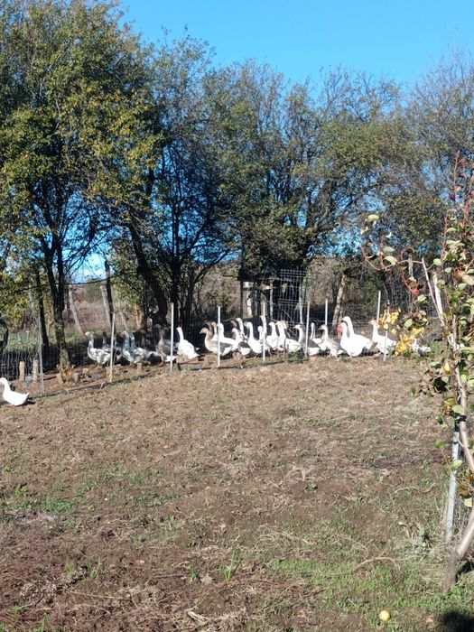 Gâşte de vânzare!