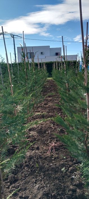 Leylandii cupresus
