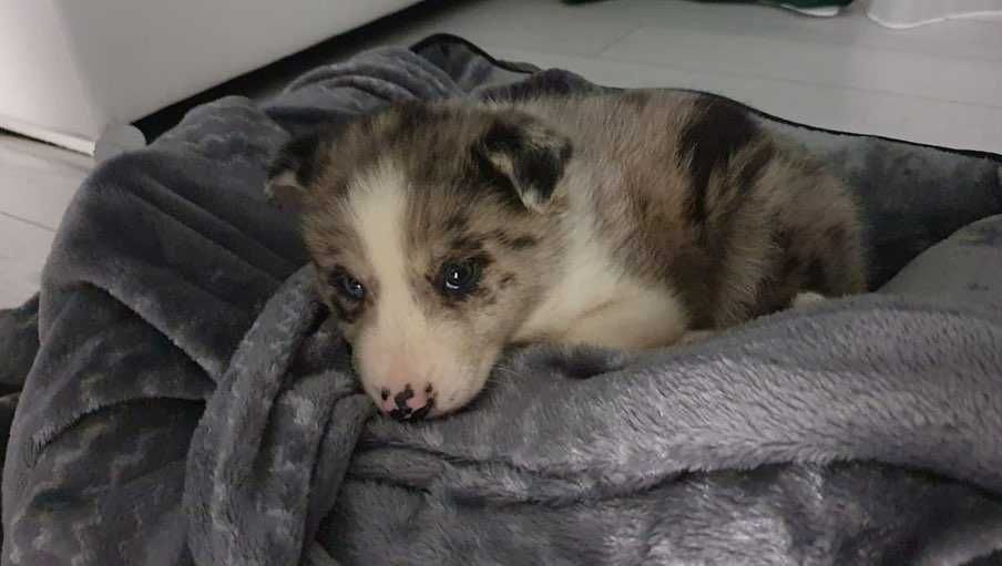 Pui rasa Border Collie