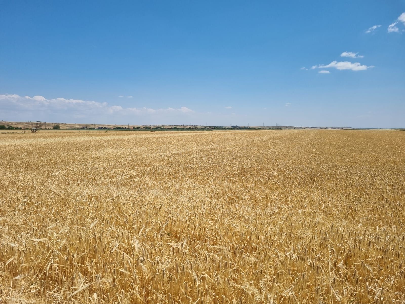 Producție orz și grâu 2025