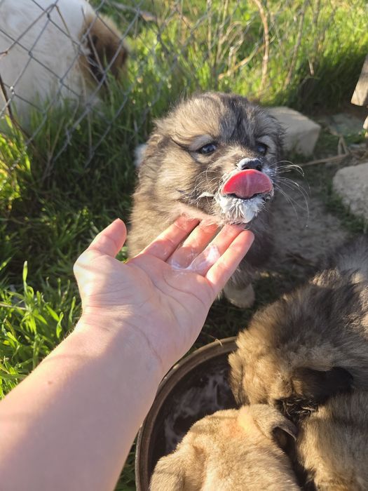Donez căteluși pui talie mică