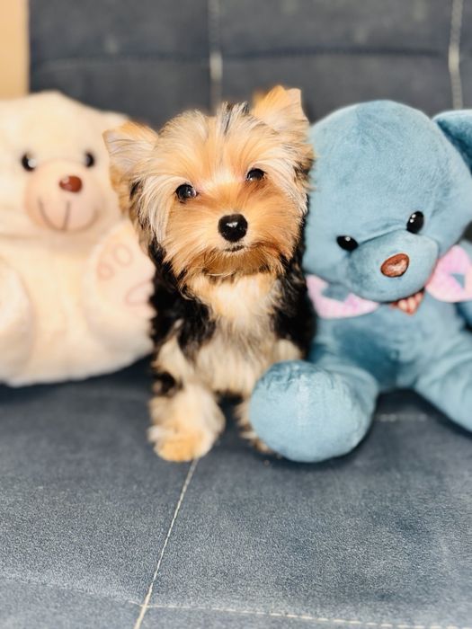 Щенок Йорширского терьера