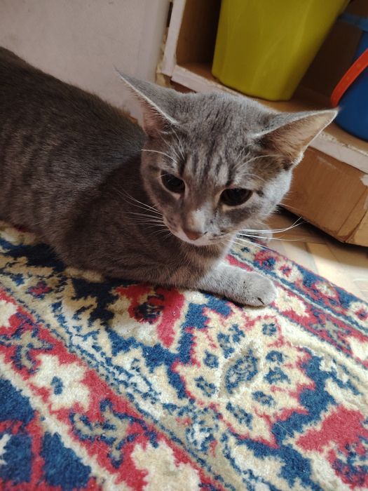 Кошку в добрые руки