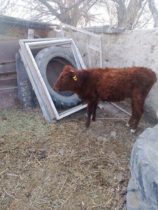 Баспақ сатылады.