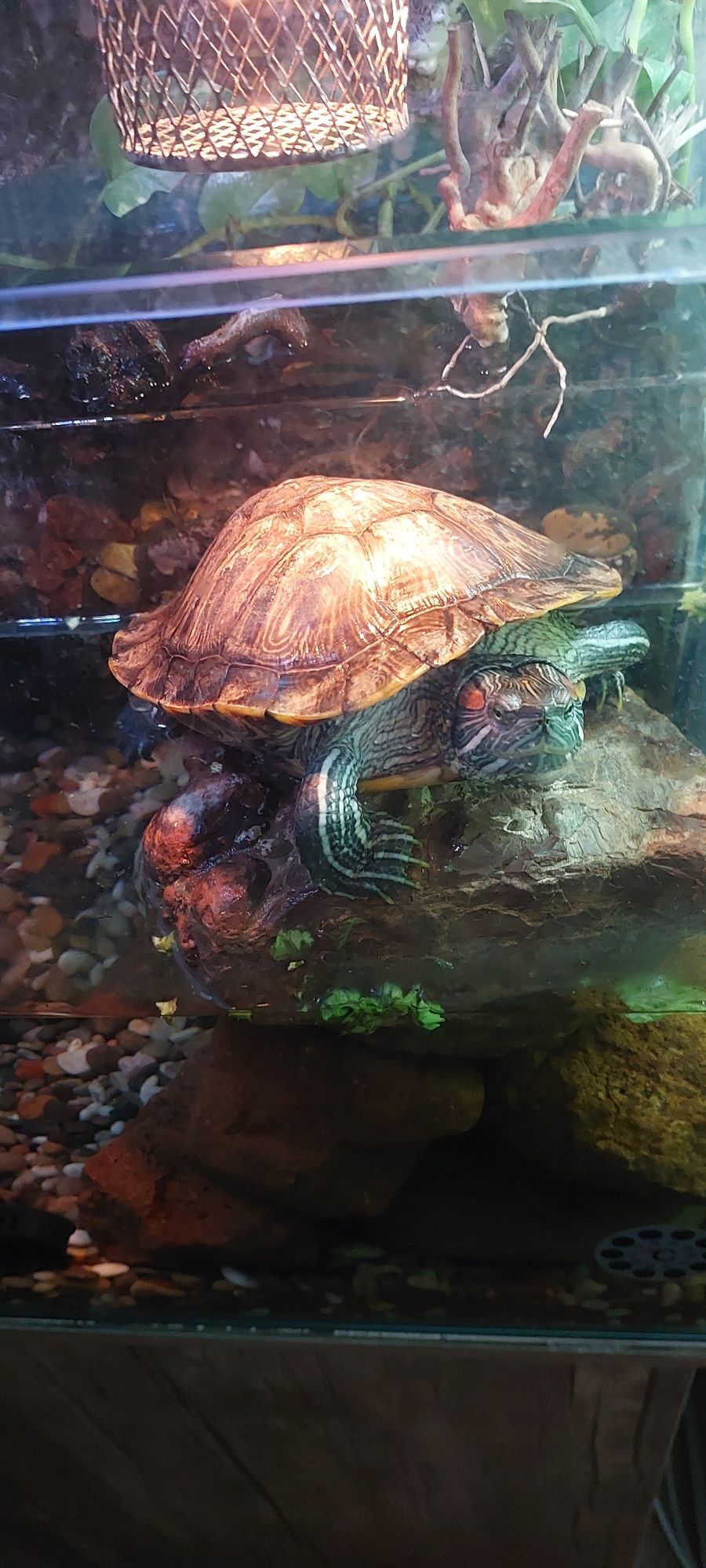 Akvarium palyudarium sotiladi.