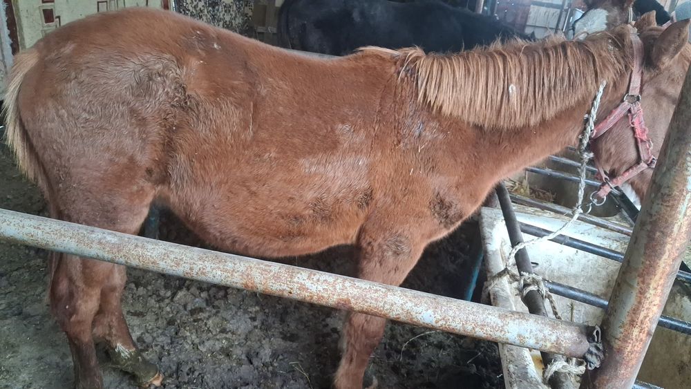 Құнаншығар сатылады семіз, 1.5 жас