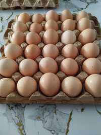 Домашние яйца по 800, картошка на посадку 5 лит 1500