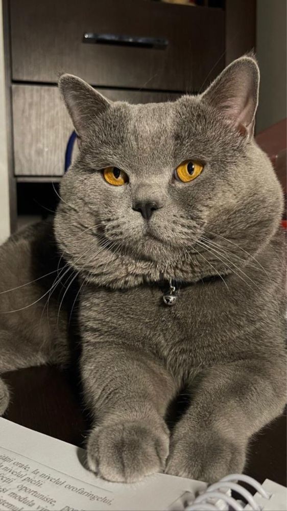 Pui Pisica British Shorthair