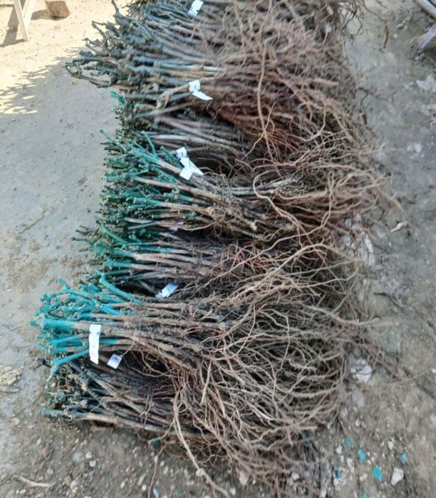 Vita de vie Anul 1 2 3