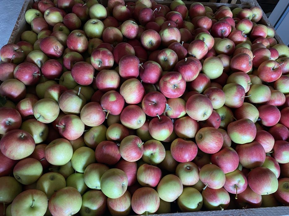 Mere de vanzare soiul Jonagold