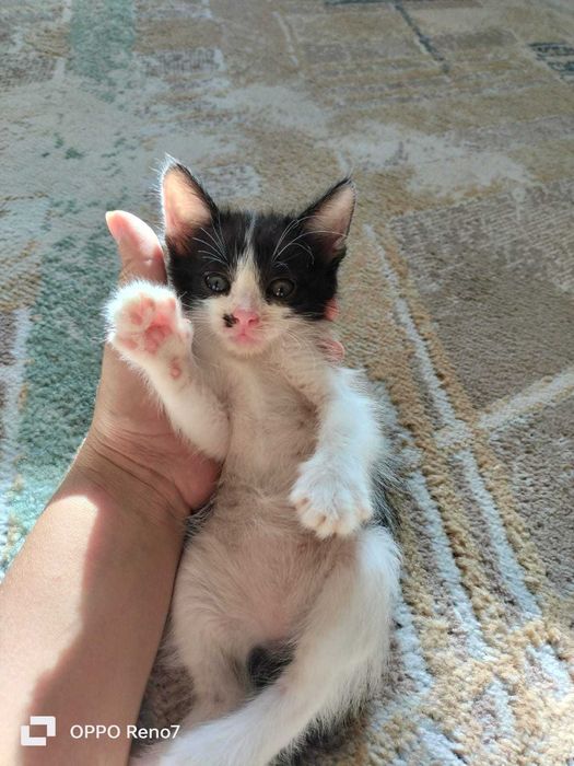 Отдам котят в хорошие руки