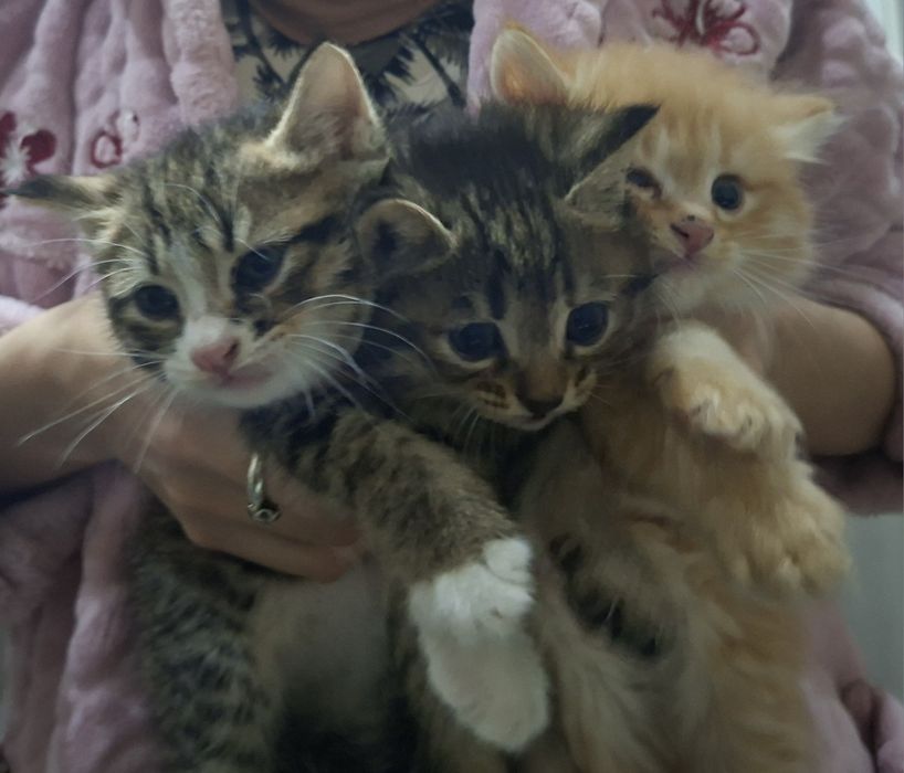 Mushuk bolalari tarbiyali