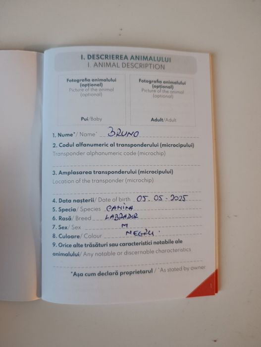 Cățel labrador caută stăpân