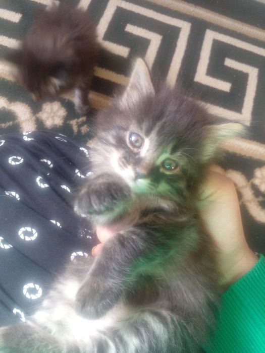 Отдам котят / пишик беремыз