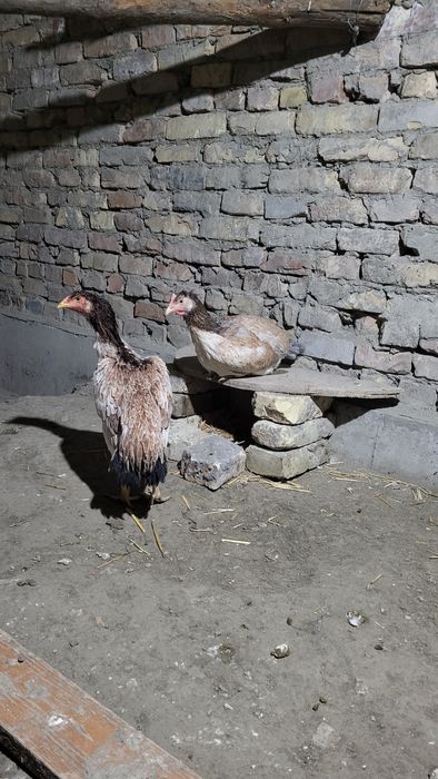 Тезда икта мокиён сотилади