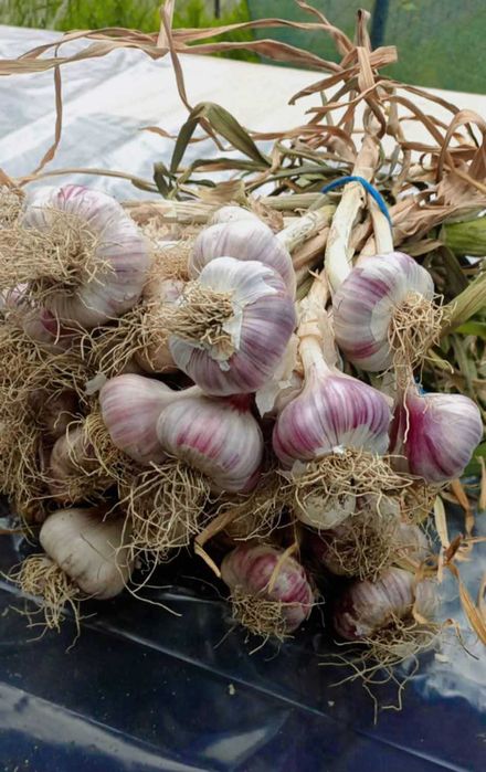 Vand usturoi de Copalau 100%bio