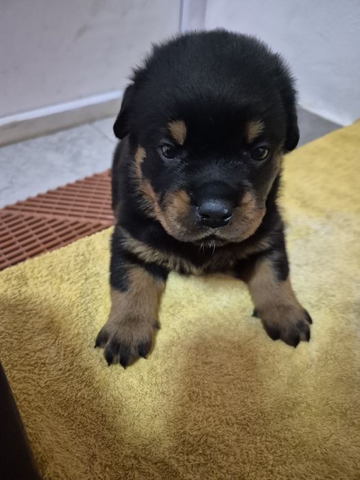 Pui rottweiler cu pedigree