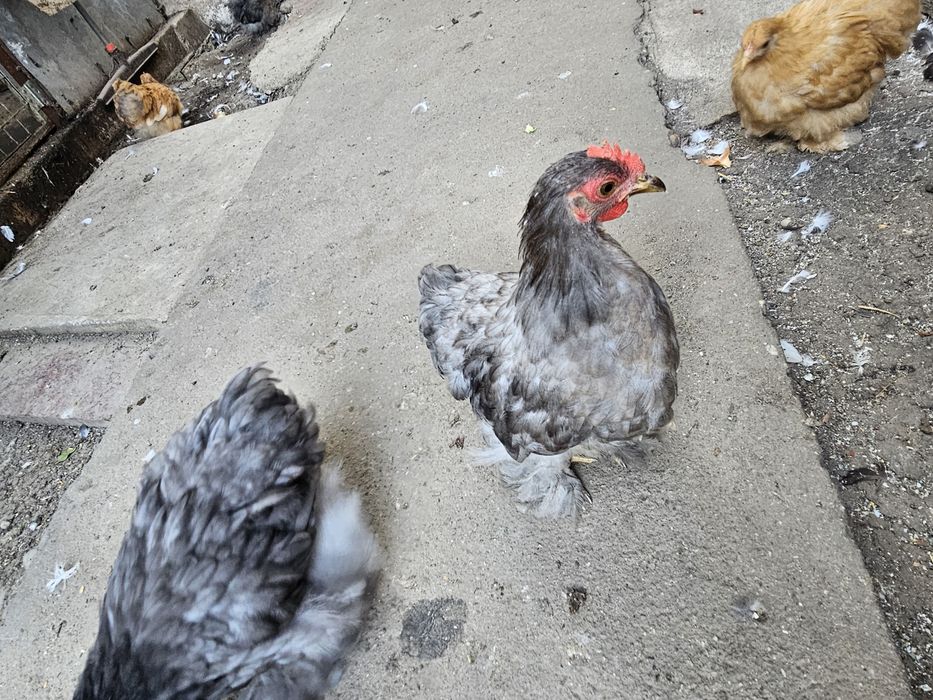 Vând găini conchinchina pitic