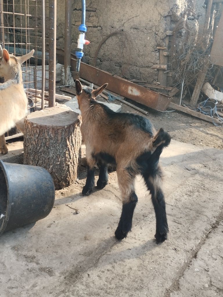 3 țapi alpini francezi