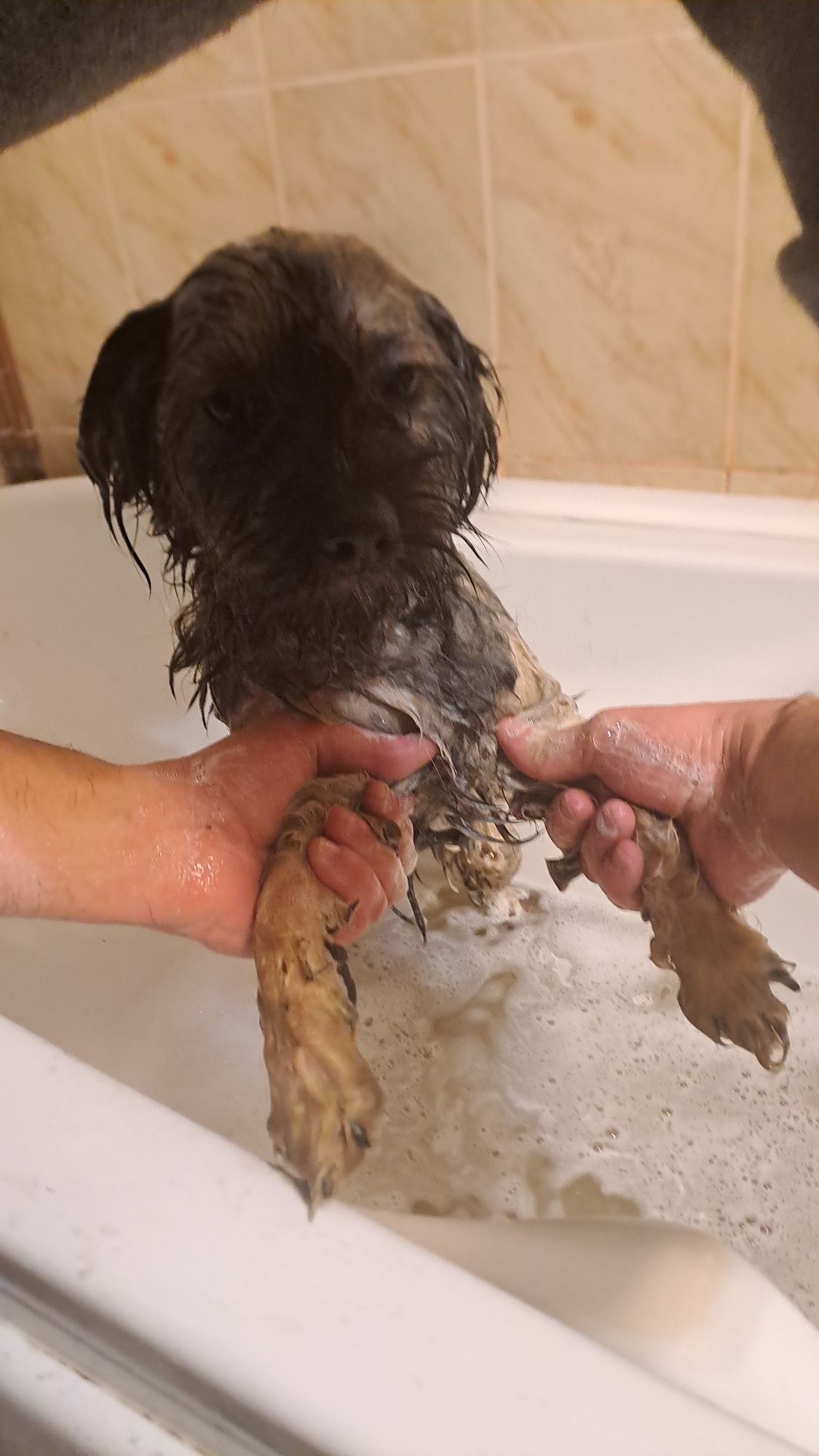 Pet sitter - Ingrijire si gazduire animale de companie