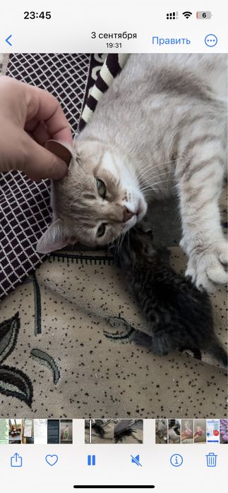 Әдемі мысықтар бесплатно