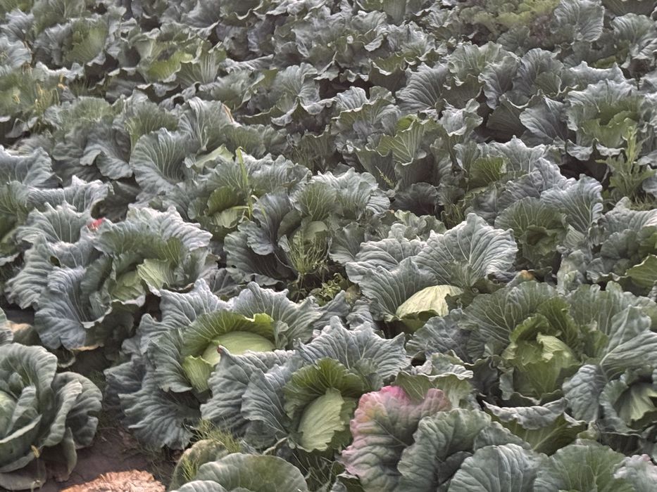 Varză pentru murat gunma .