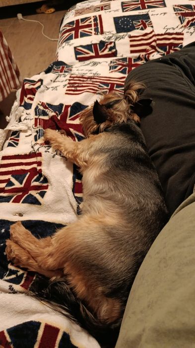 Urgent adoptie Yorkshire Terrier