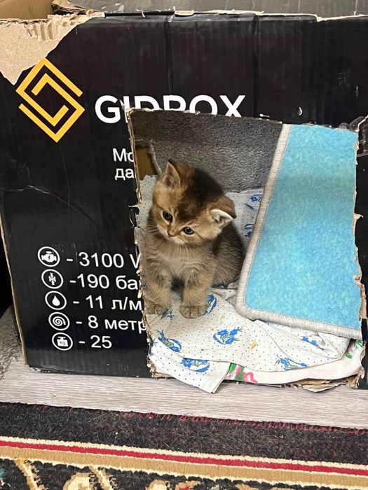 Кошка Мушук Zalatoy Mushuk bolalari 2 ta oʻgʻil 2 ta qiz