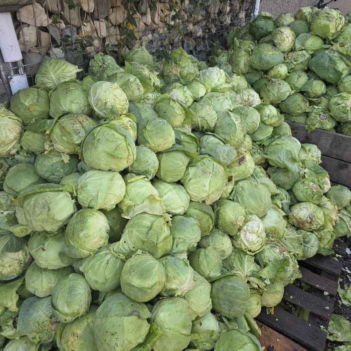 Varza pentru animale