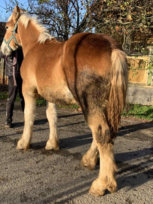 Vand mang greu 6 luni