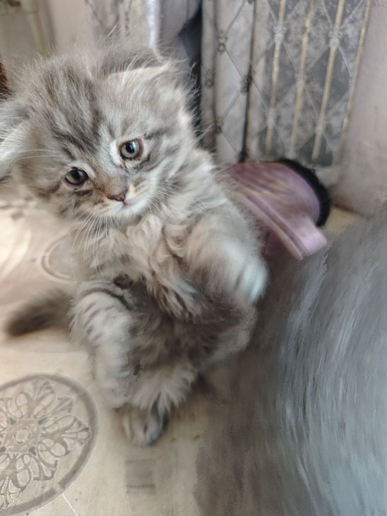 Веслоухие котята