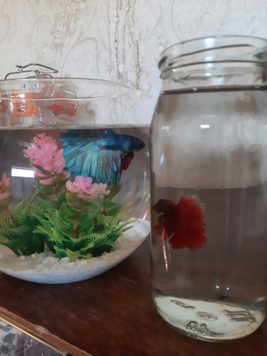 Петушок аквариумная рыбка