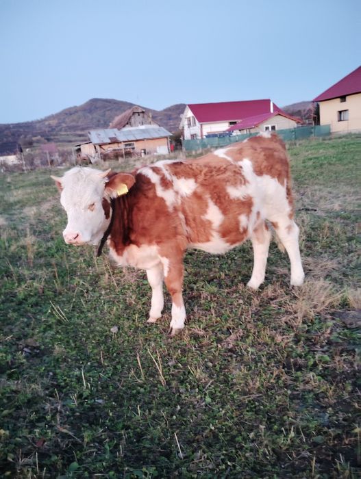 Vând juninca bălțată de 1 an