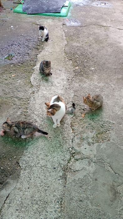 Pui de pisică spre adopție gratuit- căutăm familie iubitoare.