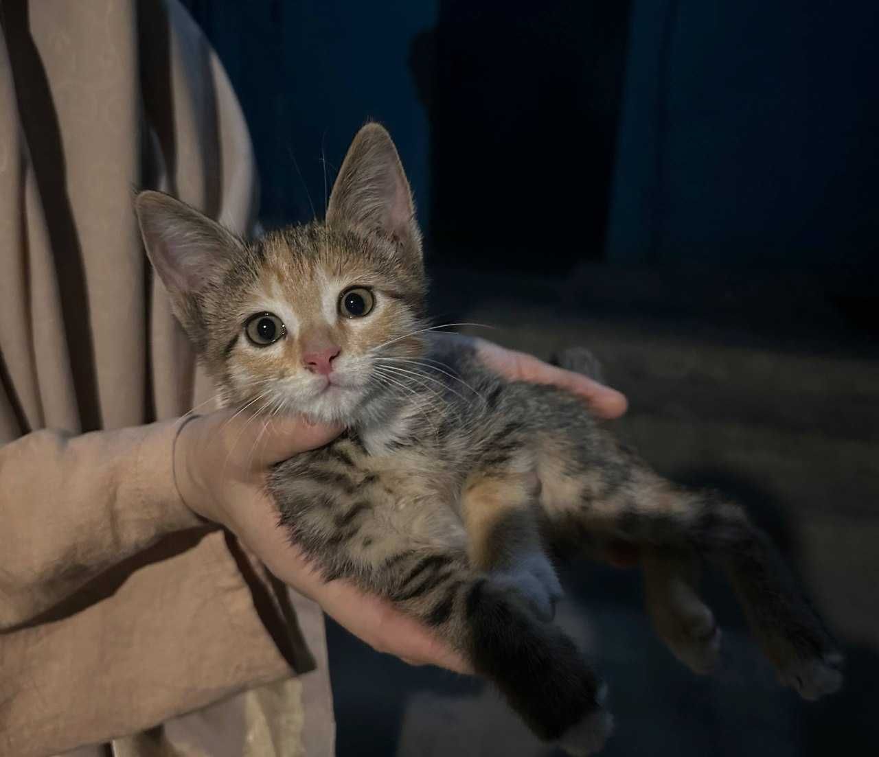 Котёнок домашний