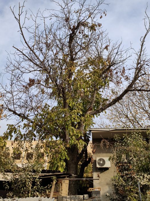 Ёнғоқ дарахти Сотилади !!!