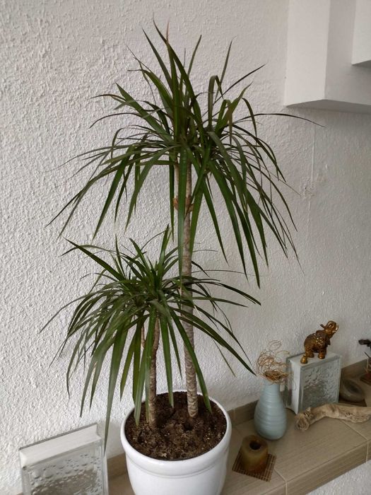 2 бр. Драцени с 3 разклонения всяка ( висока около 1 м )