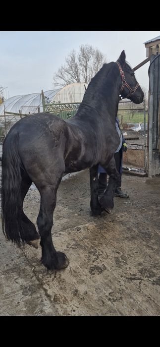 Armasar friesian