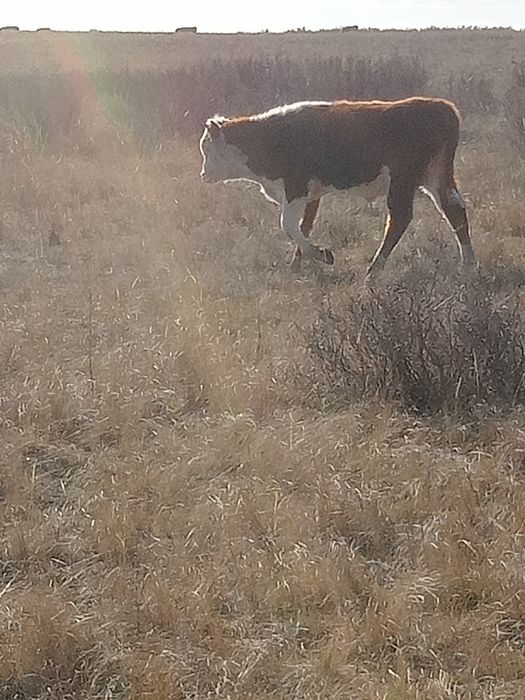 Продам подсосныхбычков