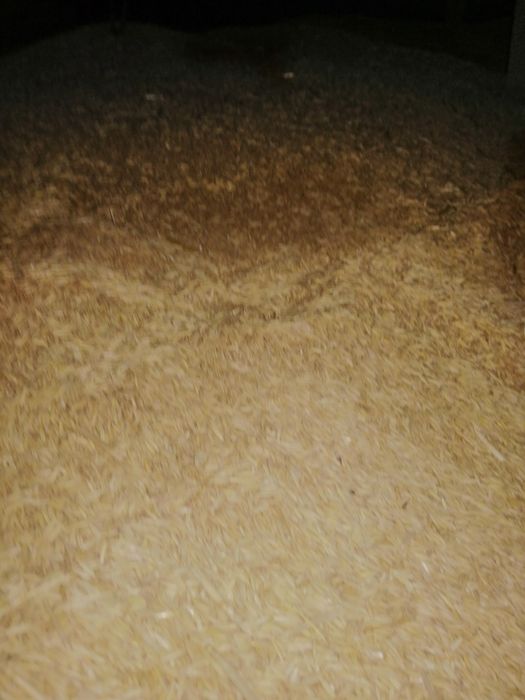 Vind ovăz de toamna