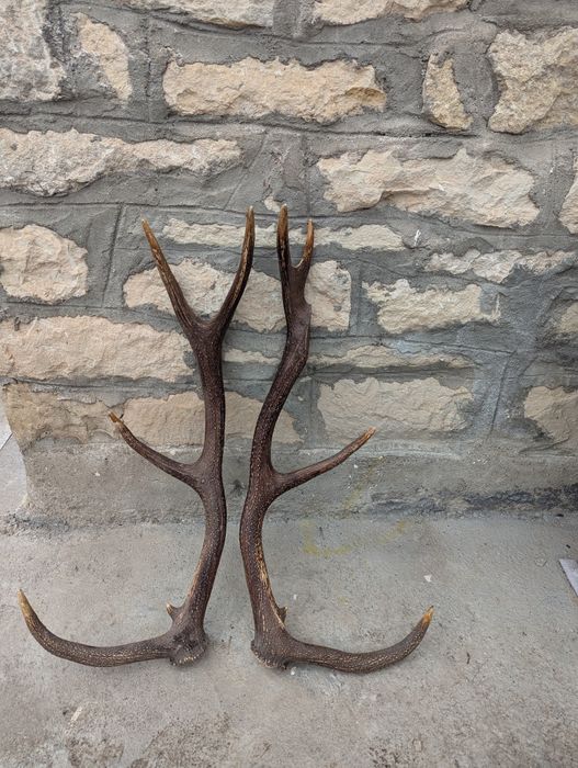 Vând coarne de cerb