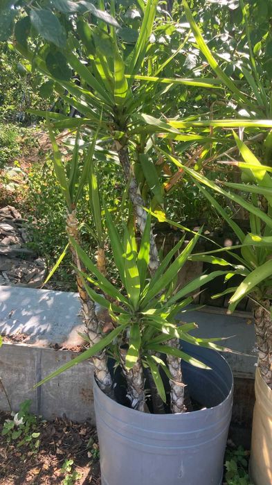 Planta de apartament Yuka, diverse marimi