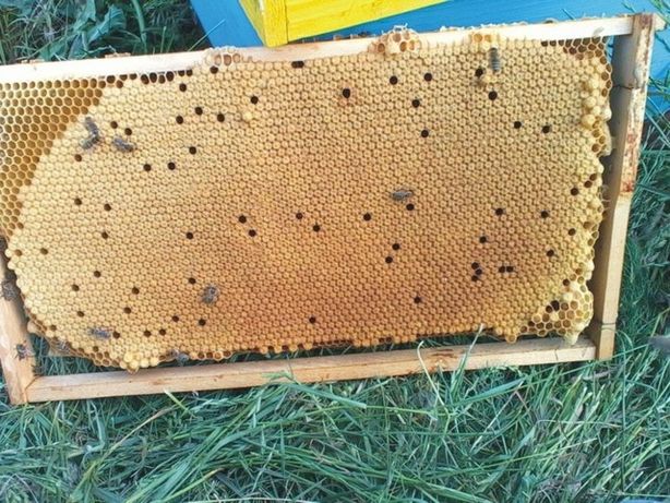 familii de albine