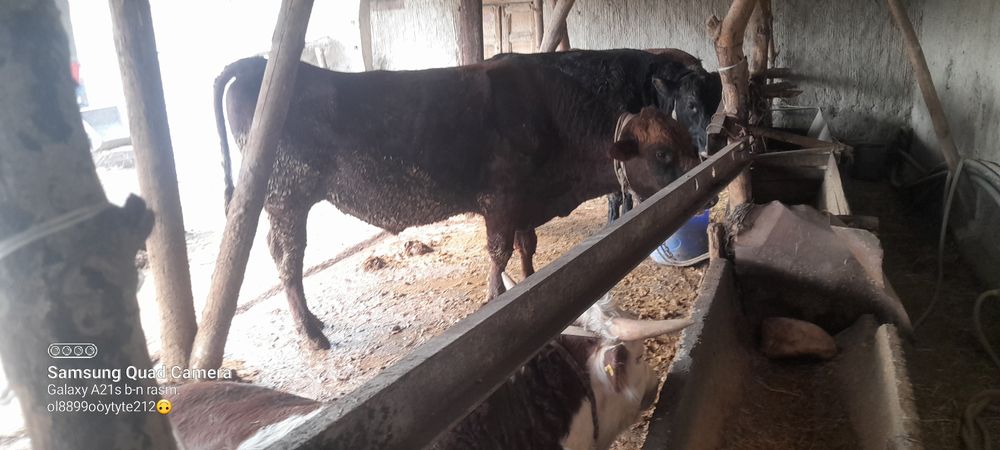 Ассаломуалайкум хукизлар хукизлар пародни  еб и