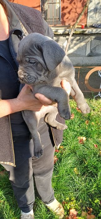 Кане корсо кученца