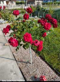 Trandafiri port inalt - plantam si livram in toata tara cu Fan Curier