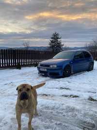 Cățel shar pei mascul