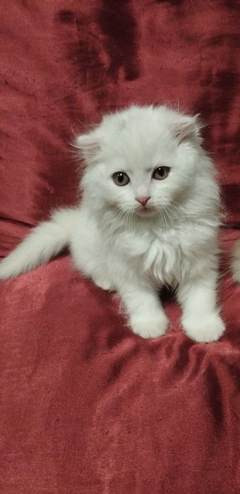 Ищут семью маленькие пушистики!